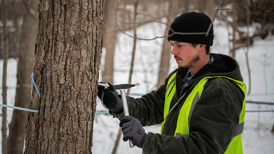 Exploring the Maple Tapping Process Past and Present Mdewakanton